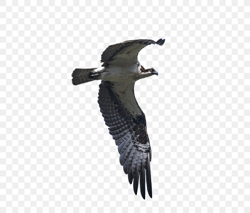 Eagle Buzzard Vulture Fauna Beak, PNG, 559x700px, Eagle, Beak, Bird, Bird Of Prey, Buzzard Download Free