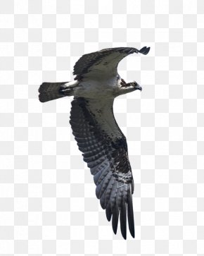 Eagle - Eagle Buzzard Vulture Fauna Beak PNG