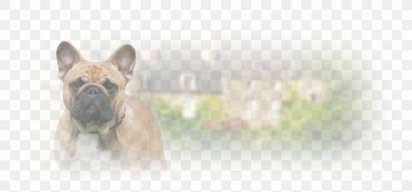 French Bulldog Dog Breed Non-sporting Group Breed Group (dog), PNG, 1097x513px, French Bulldog, Breed, Breed Group Dog, Bulldog, Carnivoran Download Free