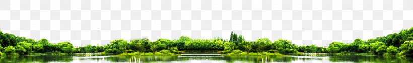 Grasses Green Water Tree, PNG, 4724x721px, Grasses, Family, Grass, Grass Family, Green Download Free