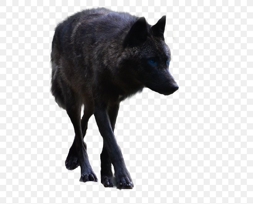 Gray Wolf Raster Graphics Editor PhotoFiltre PhotoScape, PNG, 498x662px, Gray Wolf, Animal, Black Wolf, Blog, Camera Download Free