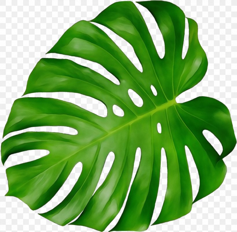 Monstera, PNG, 1209x1187px, Watercolor, Alismatales, Arum Family, Green