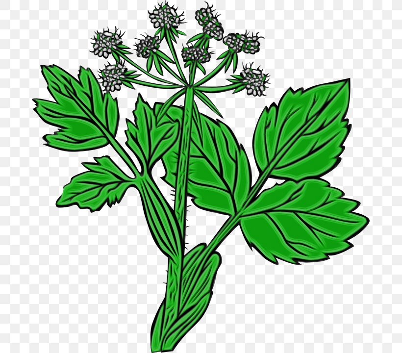 Parsley, PNG, 689x720px, Watercolor, Flower, Great Masterwort, Herb, Herbal Download Free