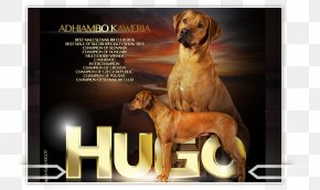 Rhodesian Ridgeback - Rhodesian Ridgeback Dog Breed Thai Ridgeback Snout Photo Caption PNG