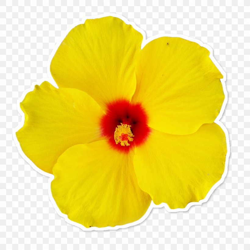 Rosemallows Yellow Flower Petal, PNG, 962x962px, Rosemallows, Cushion, Flower, Flowering Plant, Flowerpot Download Free