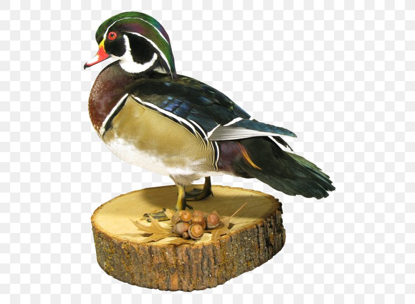 Mallard Duck Beak Animal, PNG, 542x600px, Mallard, Animal, Beak, Bird, Duck Download Free