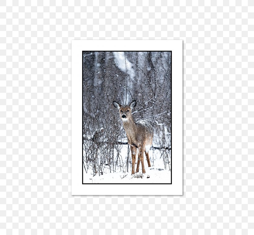 Reindeer Red Deer Antler White-tailed Deer, PNG, 570x760px, Reindeer, Antler, Blanket, Coyote, Deer Download Free