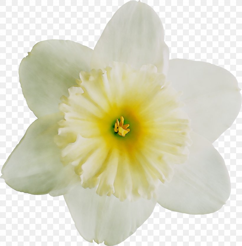 Yellow Narcissus Herbaceous Plant Plants, PNG, 2244x2286px, Yellow, Amaryllis Family, Cattleya, Flower, Flowering Plant Download Free
