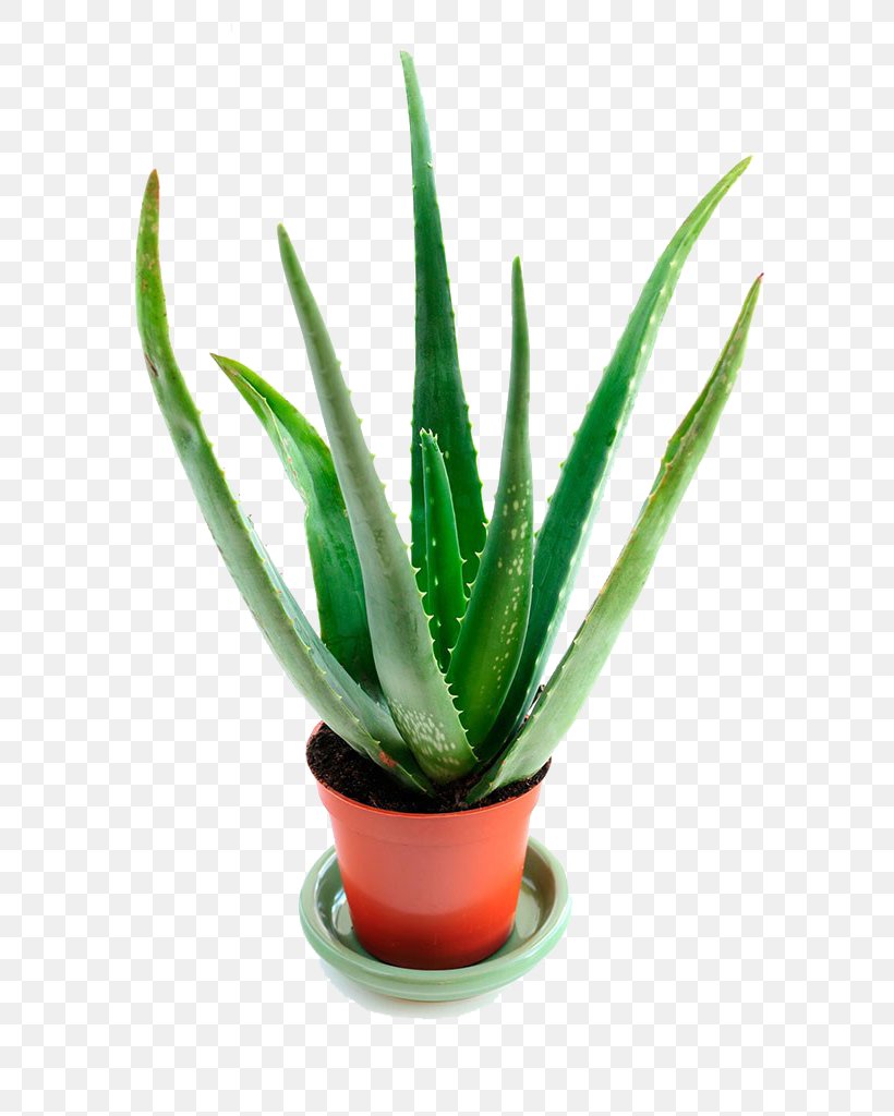 Aloe Vera Stock Photography Houseplant Succulent Plant, PNG, 680x1024px, Aloe Vera, Aloe, Can Stock Photo, Flowering Plant, Flowerpot Download Free