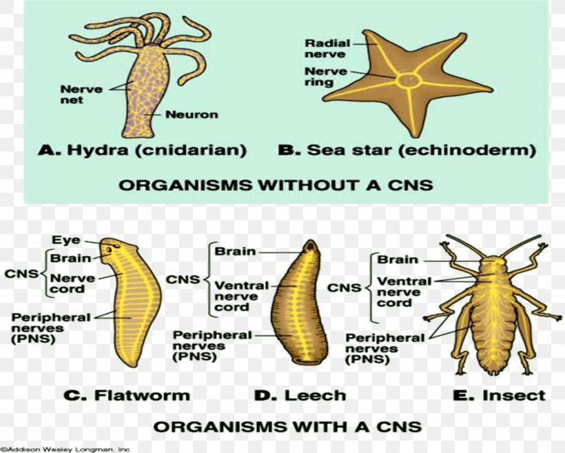 Evolution Of Nervous Systems Central Nervous System Invertebrate, PNG, 1154x927px, Nervous System, Central Nervous System, Diagram, Ecosystem, Evolution Download Free