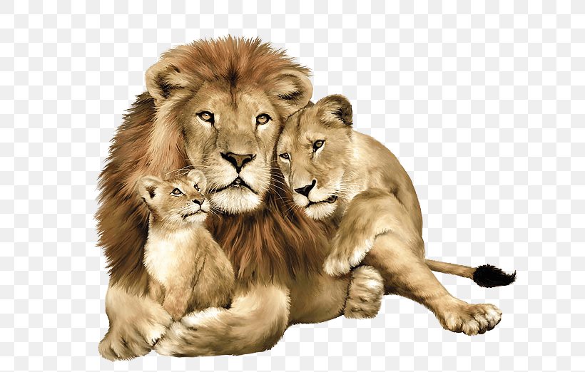 Lion Leopard Tiger Felidae, PNG, 659x522px, Lion, Animal, Big Cat, Big Cats, Carnivoran Download Free