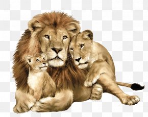 Lion Image Image Download Picture Lions - Lion Leopard Tiger Felidae PNG