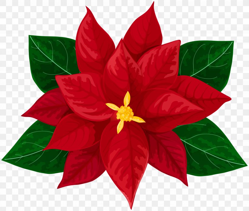Poinsettia Drawing Clip Art Png 6000x5083px Poinsettia
