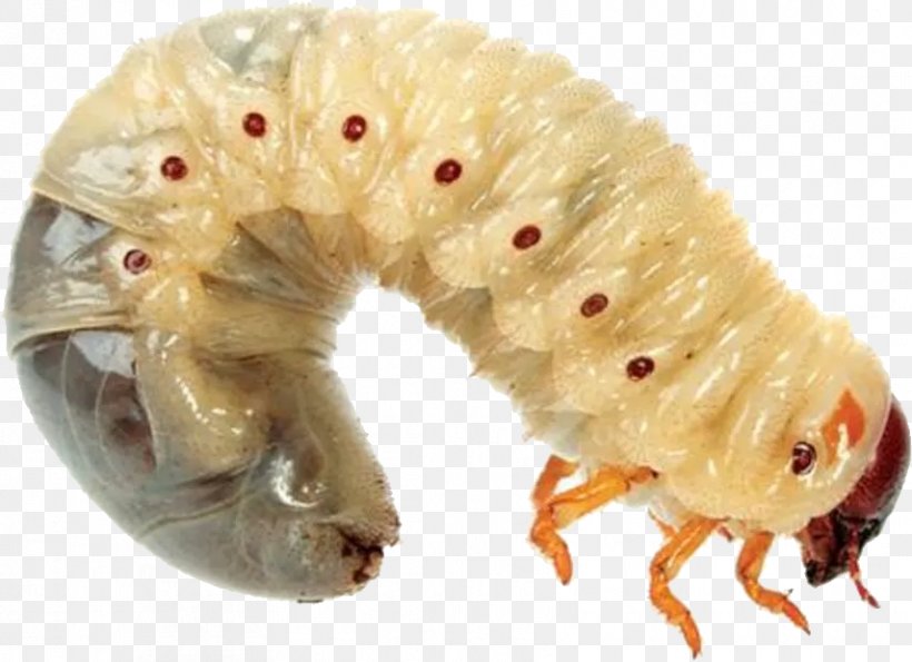 Rat-tailed Maggot Worm Housefly, PNG, 855x621px, Maggot, Blow Flies, Can Stock Photo, Feces, Fly Download Free