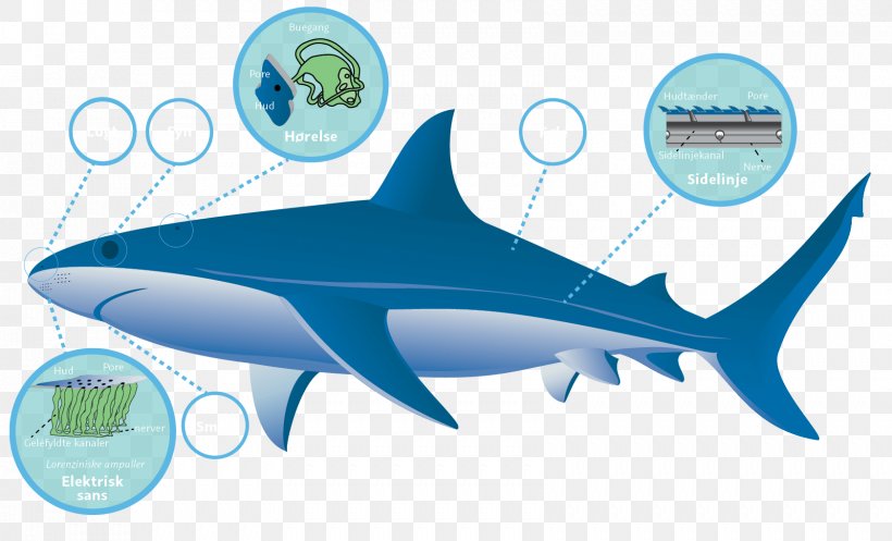 Tiger Shark Clip Art, PNG, 1681x1019px, Shark, Blue Shark, Bull Shark, Cartilaginous Fish, Fauna Download Free