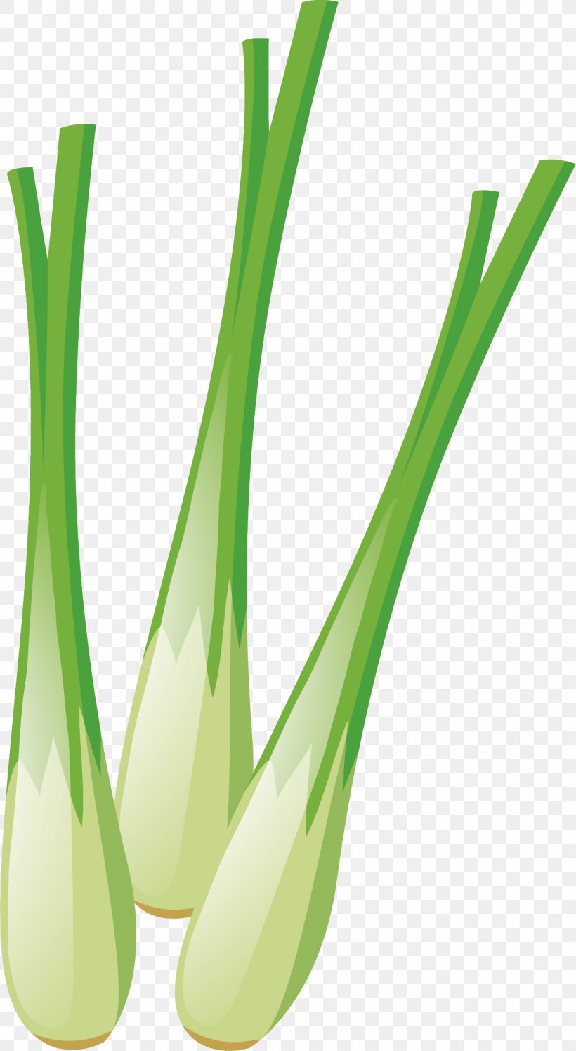 Allium Fistulosum Chives Euclidean Vector, PNG, 1297x2366px, Allium Fistulosum, Chives, Condiment, Grass, Green Download Free