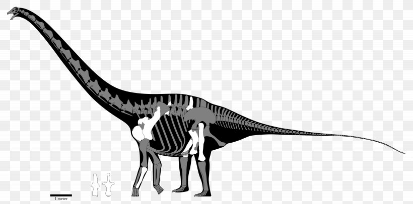 Amphicoelias Dinosaur Size Diplodocus Sauropoda Argentinosaurus, PNG, 6150x3050px, Amphicoelias, Amphicoelias Fragillimus, Animal Figure, Argentinosaurus, Beak Download Free