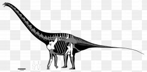 Diplodocus