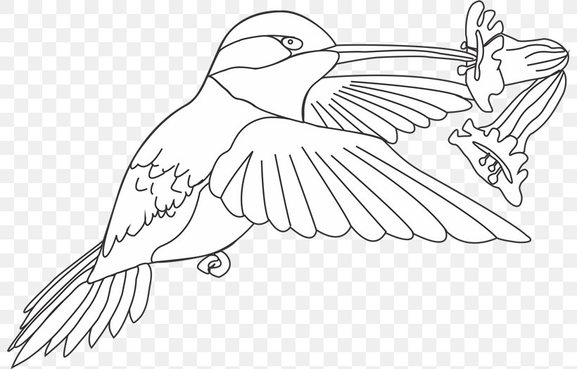 Beak Bird Drawing Line Art Coloring Book, PNG, 800x524px, Beak, Adult, Animal, Arm, Artwork Download Free