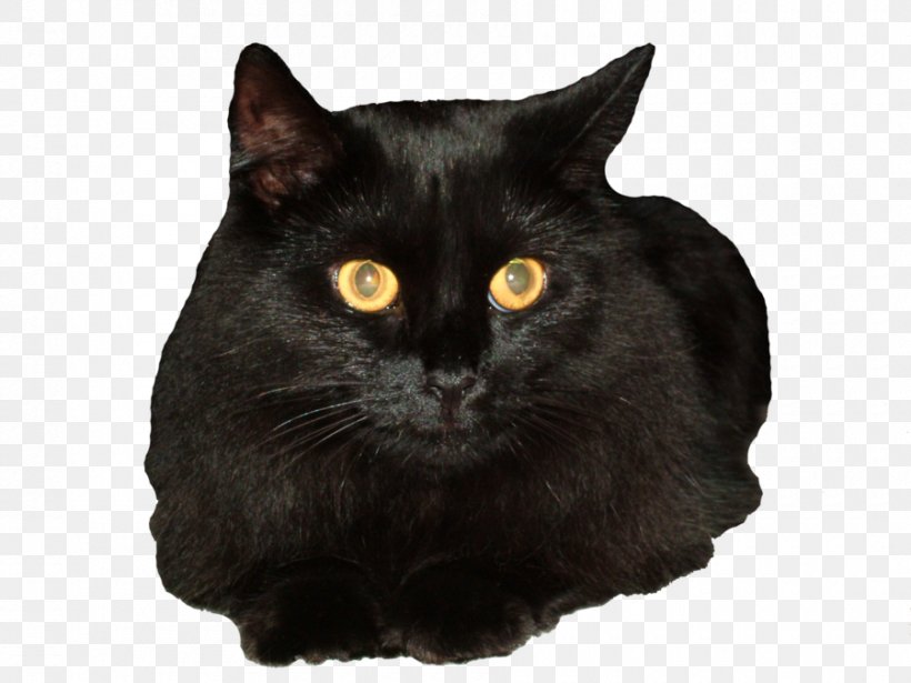 Bombay Cat Siberian Cat Black Cat Clip Art, PNG, 900x675px, Bombay Cat, Asian, Black, Black Cat, Bombay Download Free