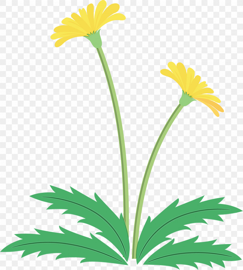 Daisy, PNG, 2695x3000px, Dandelion Flower, Camomile, Chamomile, Daisy, Daisy Family Download Free