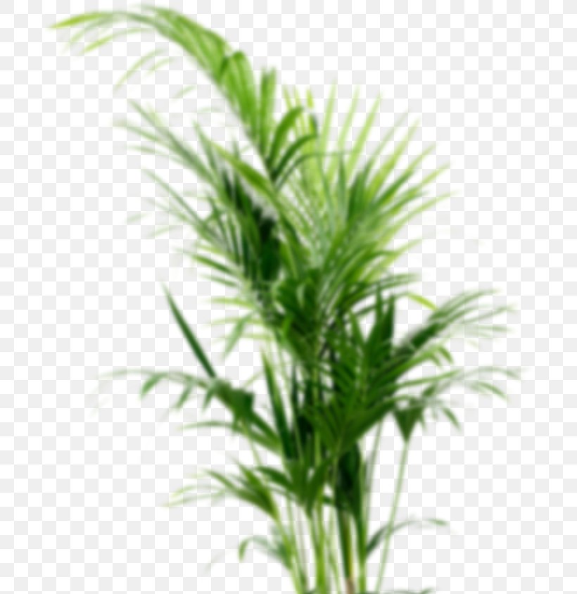 Howea Forsteriana Houseplant Flowerpot Arecaceae, PNG, 700x844px, Howea Forsteriana, Aloe Vera, Areca Palm, Arecaceae, Arecales Download Free