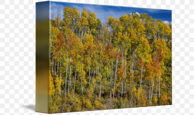 Temperate Broadleaf And Mixed Forest Birch Painting Biome, PNG, 650x489px, Forest, Autumn, Biome, Birch, Broadleaved Tree Download Free