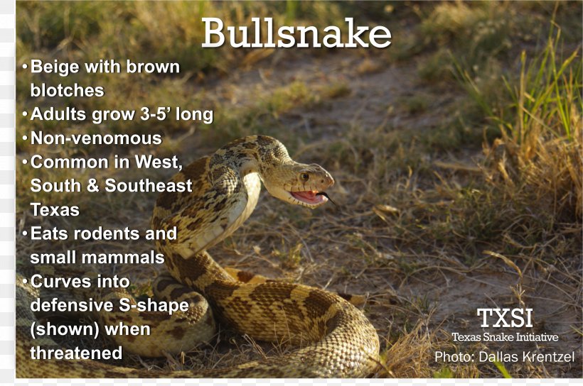 Bullsnake Pine Snake Diapsid Flickr, PNG, 3212x2133px, Snake, Bullsnake, Diapsid, Ecosystem, Fauna Download Free