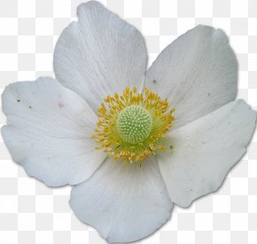 Rose - Anemone Rosaceae Rose Petal Herbaceous Plant PNG