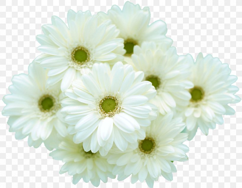Desktop Wallpaper Flower Petal, PNG, 1283x1000px, 4k Resolution, Flower, Annual Plant, Chrysanths, Cut Flowers Download Free