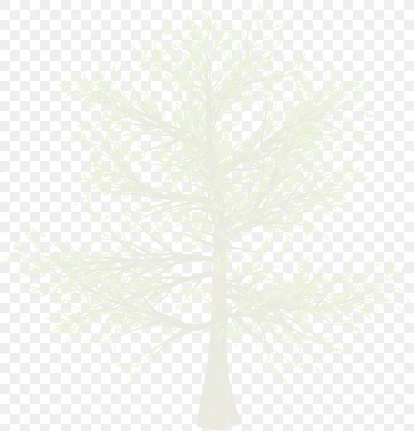 Display Resolution Tree, PNG, 900x938px, Display Resolution, Branch, Editing, Pine, Plant Download Free