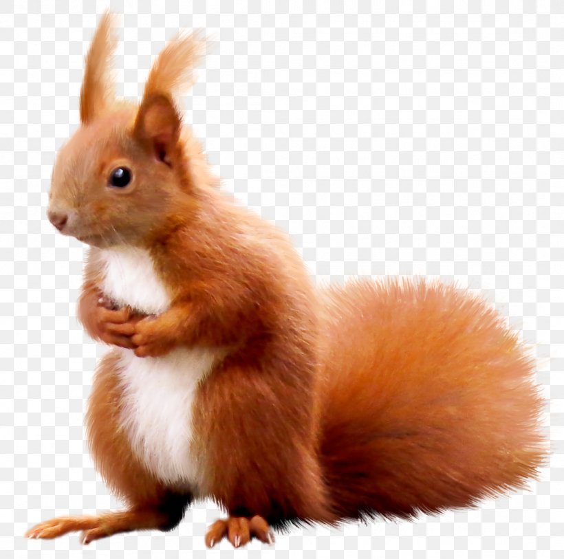 Squirrel Animal Surprise Domestic Rabbit, PNG, 1089x1080px, Squirrel, Animal, Domestic Rabbit, Fauna, Fur Download Free