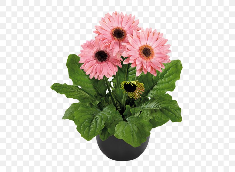 Transvaal Daisy Flowerpot Plant Floral Design, PNG, 600x600px, Transvaal Daisy, Annual Plant, Chrysanthemum, Chrysanths, Cut Flowers Download Free