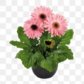 Plant - Transvaal Daisy Flowerpot Plant Floral Design PNG