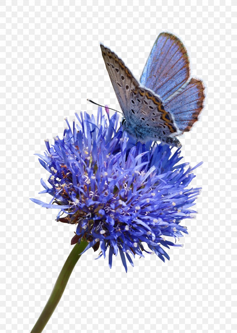 Butterfly Stock Photography Flower Blue White, PNG, 2945x4134px, Butterfly, Aster, Blue, Brush Footed Butterfly, Color Download Free