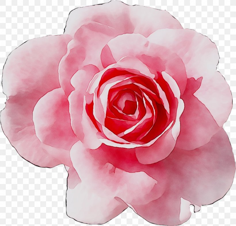 Garden Roses Cabbage Rose Floribunda Japanese Camellia Brunch, PNG, 1117x1071px, 2018, Garden Roses, Artificial Flower, Begonia, Birchwood Download Free