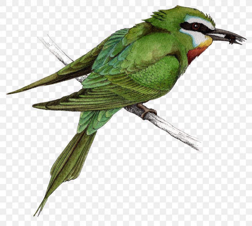 Macaw Parakeet Feather Beak Fauna, PNG, 1108x997px, Macaw, Beak, Bird, Common Pet Parakeet, Coraciiformes Download Free