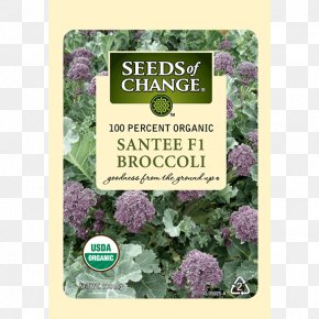 Broccoli Sprouts - Spring Greens Herb Lettuce Seeds Of Change PNG