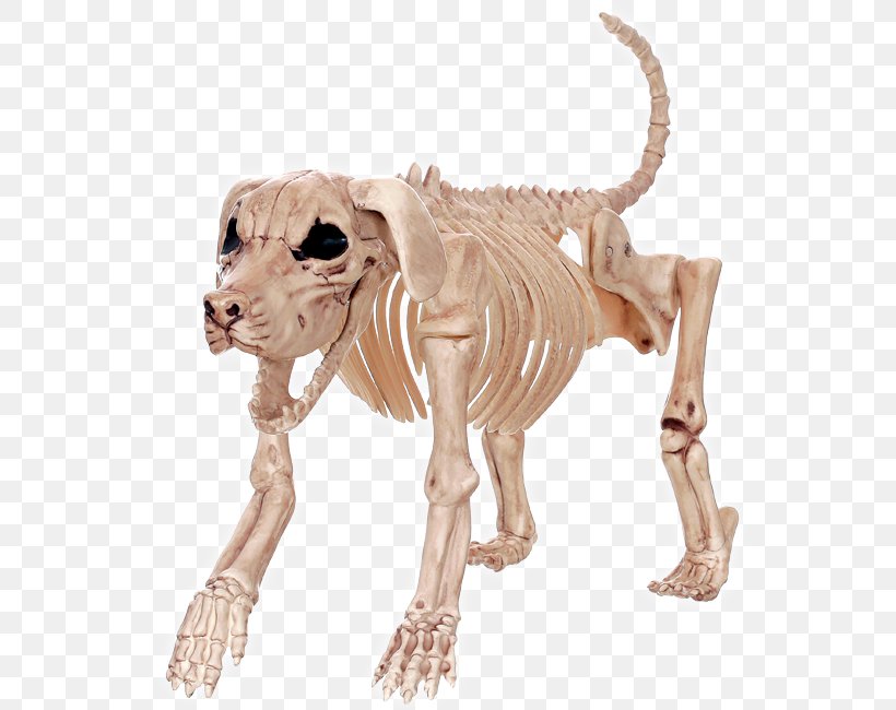Beagle Basset Hound Dachshund Skeleton Bone, PNG, 554x650px, Beagle, Anatomy, Animal Figure, Basset Hound, Big Cats Download Free