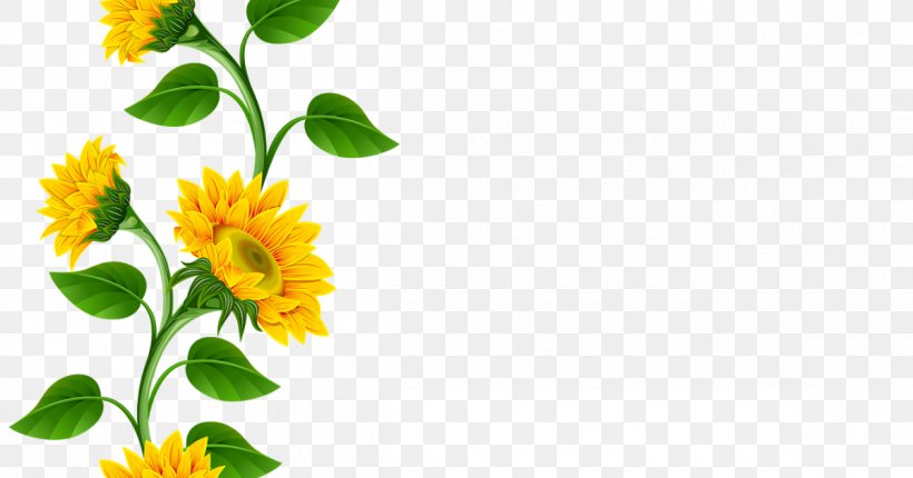 Common Sunflower Clip Art, PNG, 1200x630px, Common Sunflower, Annual Plant, Calendula, Chrysanths, Cut Flowers Download Free