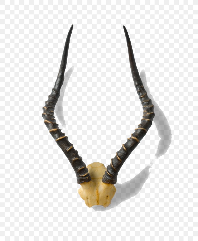Horn Animal Product Antler Jaw, PNG, 627x1000px, Horn, Animal, Animal Product, Antler, Jaw Download Free