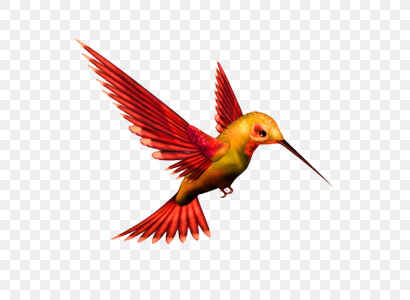 Hummingbird Kingfisher Clip Art, PNG, 600x600px, Bird, Beak, Belted Kingfisher, Bird Flight, Coraciiformes Download Free