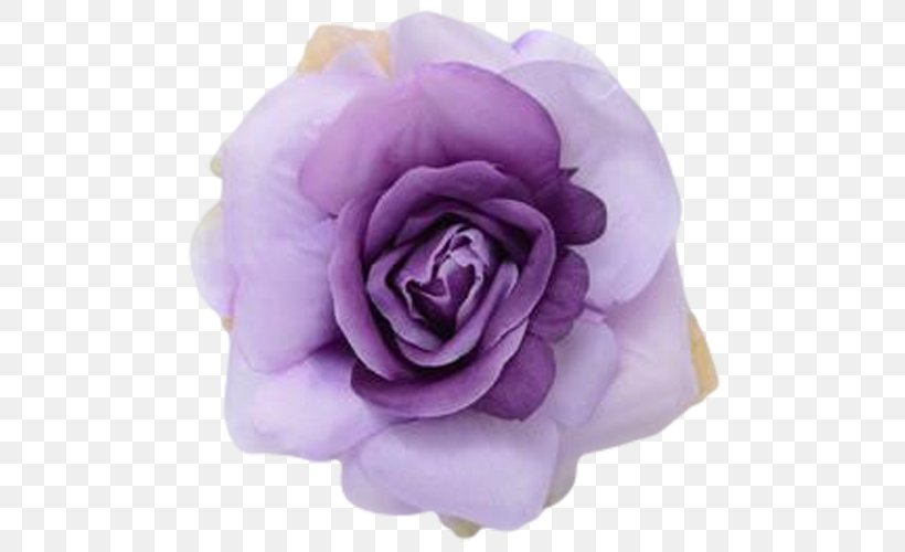Lavender Eggplant Garden Roses Purple Centifolia Roses, PNG, 500x500px, Lavender, Centifolia Roses, Cut Flowers, Eggplant, Floribunda Download Free