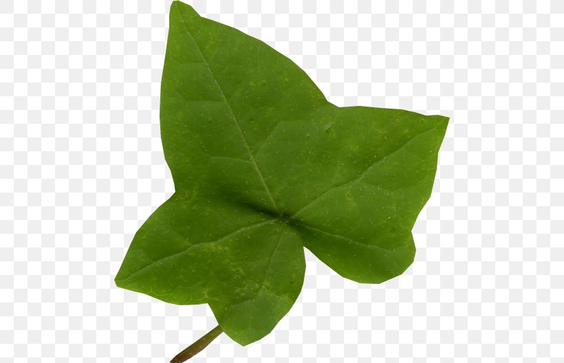 Leaf Common Ivy Araliaceae Vine, PNG, 488x528px, Leaf, Araliaceae, Common Ivy, Ivy, Ivy League Download Free