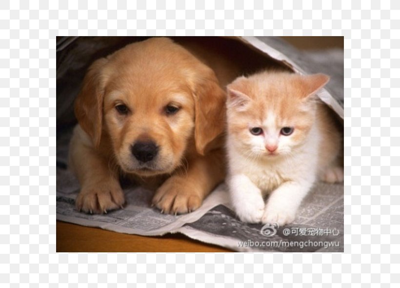 Puppy Kitten Cat Beagle Golden Retriever, PNG, 590x590px, Puppy, Animal, Beagle, Carnivoran, Cat Download Free