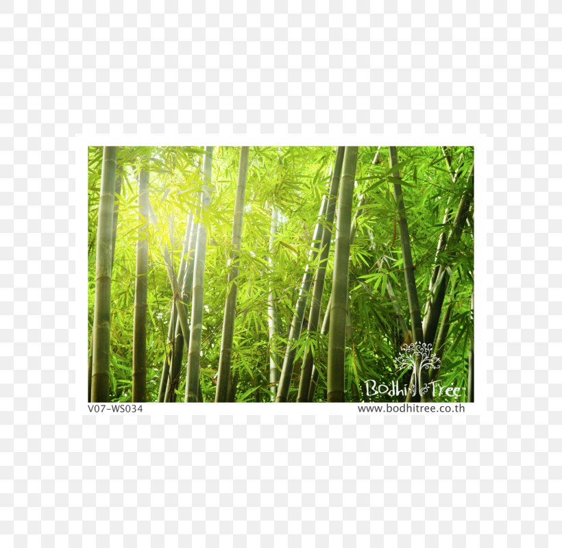 Bamboo Forest Light Mural Arashiyama, PNG, 600x800px, Bamboo Forest, Arashiyama, Bamboo, Drawing, Fern Download Free