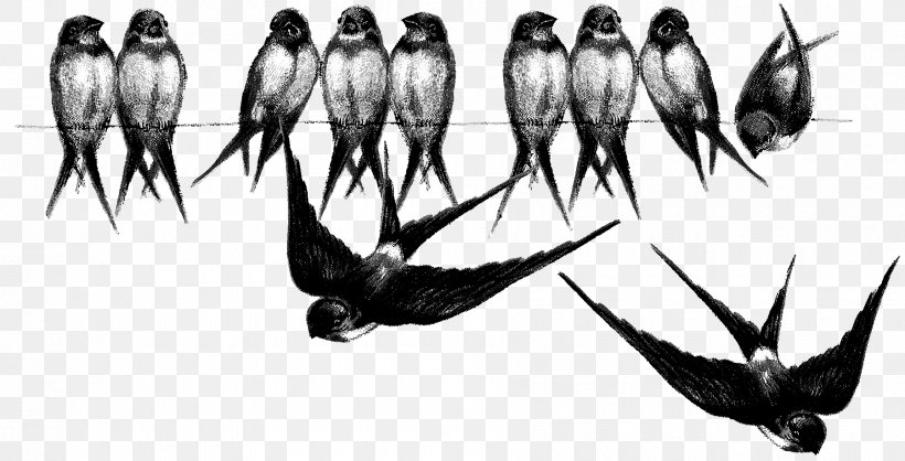 Barn Swallow Bird Drawing Blue Swallow, PNG, 1800x919px, Swallow, Barn Swallow, Beak, Bird, Black And White Download Free