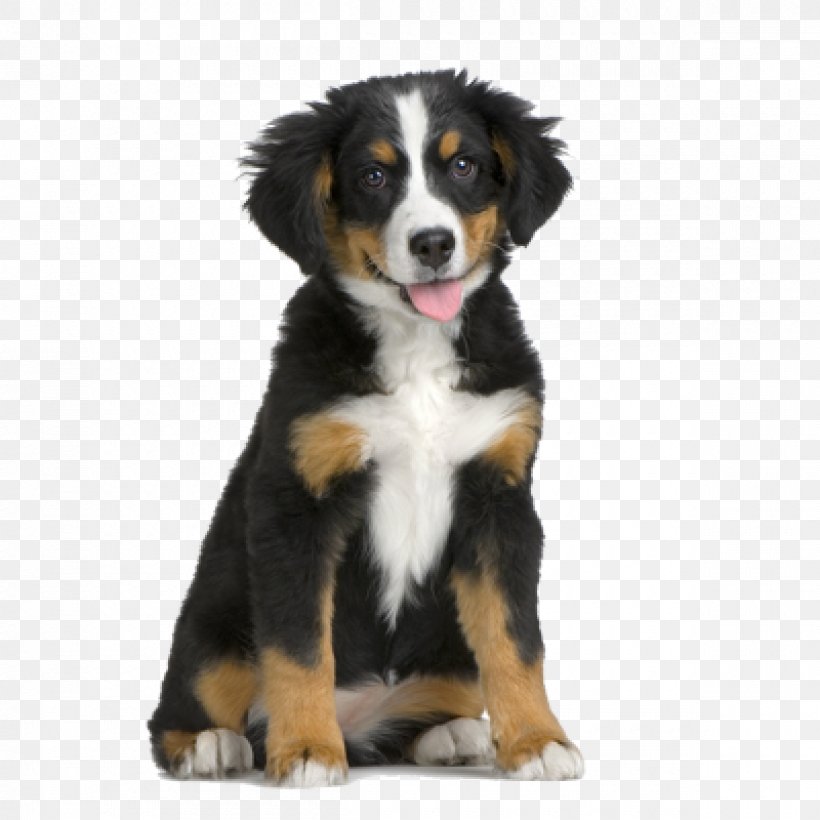 Bernese Mountain Dog Puppy Pet Sitting, PNG, 1200x1200px, Bernese Mountain Dog, Appenzeller Sennenhund, Carnivoran, Companion Dog, Cuteness Download Free