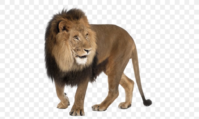 East African Lion Felidae Roar, PNG, 577x489px, East African Lion, Big Cat, Big Cats, Carnivoran, Cat Like Mammal Download Free