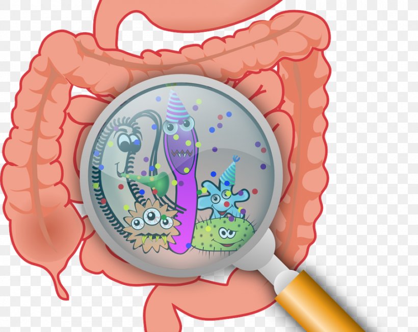 Gastrointestinal Tract Gut Flora Health Dientamoeba Fragilis Nutrition, PNG, 900x714px, Watercolor, Cartoon, Flower, Frame, Heart Download Free
